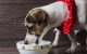 Kaltgepresstes Hundefutter – Grundlagen für jeden Tierhalter